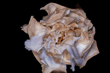 carnation is wilting and isolated. Carnation petals tip are drying