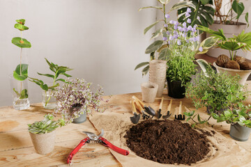 care and transplantation of indoor plants,