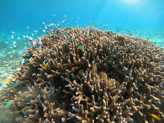 サンゴに群れる魚