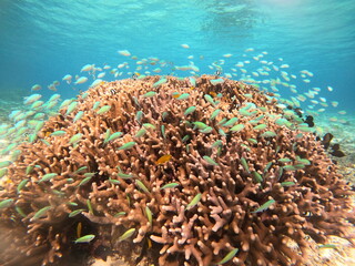 Fototapeta na wymiar サンゴと熱帯魚