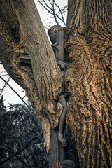 Př&iacute;roda🌳 je mocn&aacute;😊(nature is powerful).
Litinov&yacute; n&aacute;hrobn&iacute; kř&iacute;ž✝️ zarostl&yacute; do kmene stolet&eacute;ho javoru🌳aneb př&iacute;roda si porad&iacute;☺️.