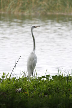 Garza