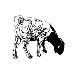 Black and white sketch of a goat with transparent background