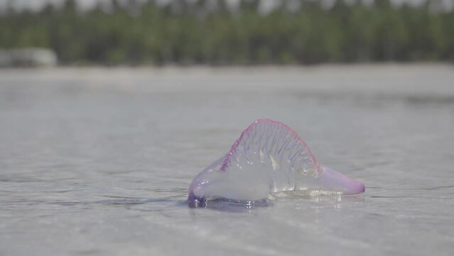 jellyfish (Physalia physalis) taking advantage of the rising tide to return to the deep waters