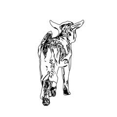 Black and white sketch of a goat with transparent background