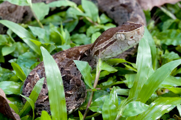 Juvenile venomous Fer-de-lance snake on rainforest floor