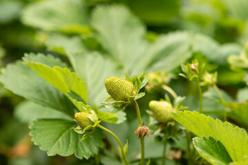 green unripe strawberries in the garden in summer