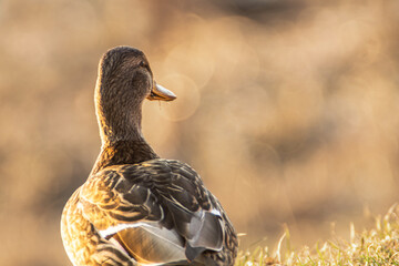 duck close up in the evening sunlight