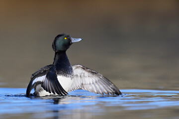 Reiherente aythya fuligula