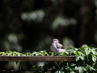 Young mockingbird sitting on fence.