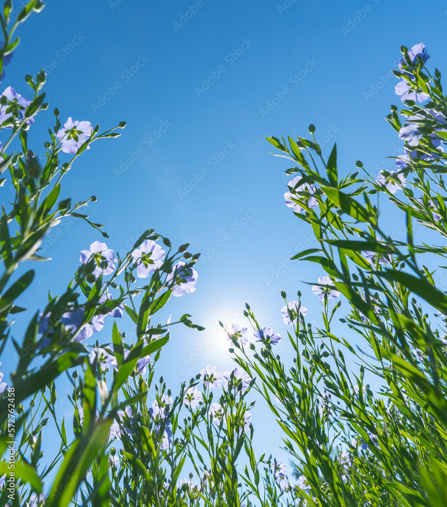 Wall mural blooming flax in full growth from the bottom point against the background of a sunny cloudless blue 