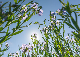 Blooming flax in full growth from the bottom point against the background of a sunny cloudless blue sky