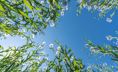 Blooming flax in full growth from the bottom point against the background of a sunny cloudless blue sky