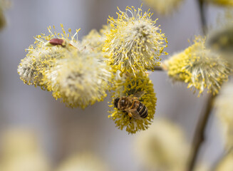 Flowering tree Salix caprea in early spring, bee collects nectar pollinating flowers
