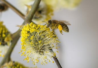 Flowering tree Salix caprea in early spring, bee collects nectar pollinating flowers