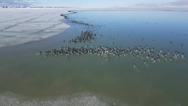 clumsy migratory birds are a group of animals that run on the water surface.