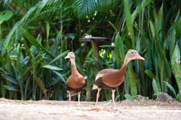 couple of black-bellied whistling tree ducks