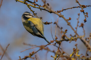 Eurasian Blue tit feeding on a branch