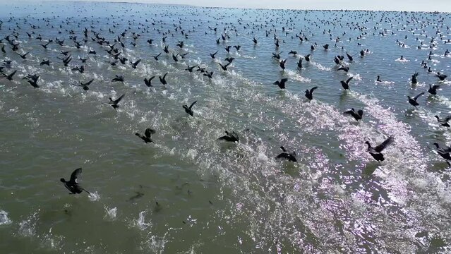 clumsy migratory birds are a group of animals that run on the water surface.