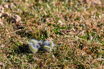 set of processionary caterpillar, nest, in its first days of life during the beginning of winter.