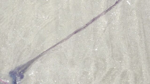 jellyfish (Physalia physalis) and its huge (poisonous) tentacles moving with the force of the wind and rising tide