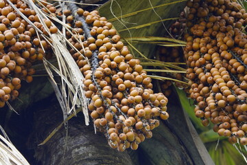 Moriche Palm fruits (Mauritia flexuosa) Arecaceae family. Amazon rainforest, Brazil
