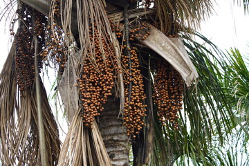Moriche Palm fruits (Mauritia flexuosa) Arecaceae family. Amazon rainforest, Brazil