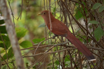 Piaya cayana brown color perched on a branch.