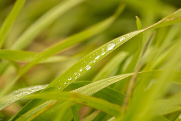 Fototapeta na wymiar Nahaufname von Wassertropfen auf einem grünen Grashalm in der Natur