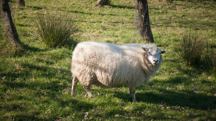 Oveja con abundante lana blanca en pradera de hierba