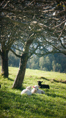 Ovejas y corderos en dehesa bajo arboles