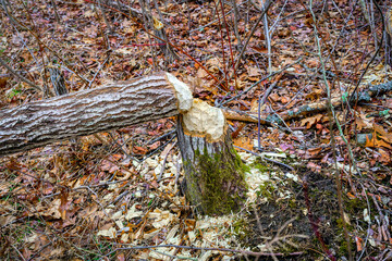 Trees that have been cut down by a Beaver.  Tree stumps left after a beaver has gnawed it down with their very large sharp teeth.