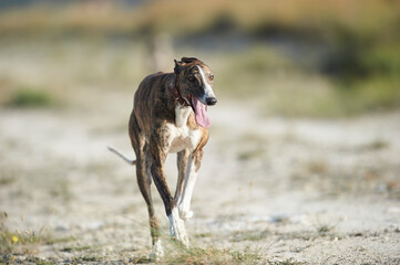 Greyhound waljking at field  - 572767231