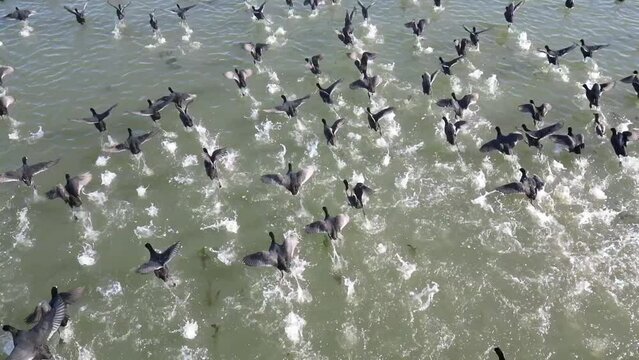 clumsy migratory birds are a group of animals that run on the water surface.