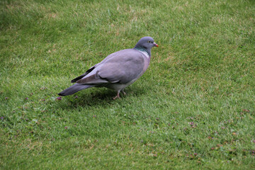 pigeon on the grass