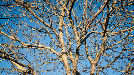 Ramas de árbol sin hojas en invierno