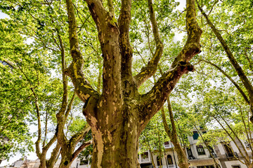 Montevideo, Uruguay - December 22, 2022: Majestic trees with sunlight peeking through in the old town of Montevideo, capital of Uruguay
