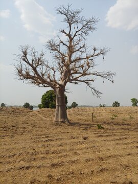 Plateaux Region, Togo, West Africa