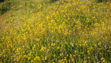 Flores silvestres amarillas en pradera 