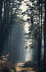 Obraz premium forest path in fog 