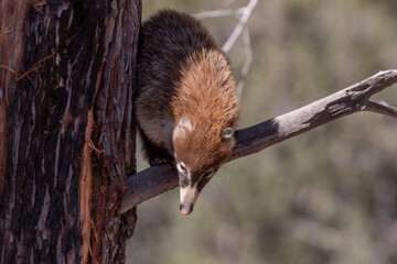 White Nosed Coatimundi in the Chiricahua National Monument Arizona