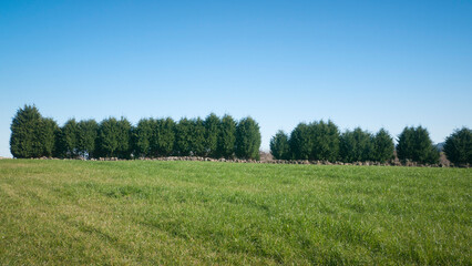 Línea de árboles grandes en límite de pradera de pastos