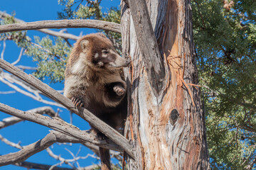 White Nosed Coatimundi in the Chiricahua National Monument Arizona