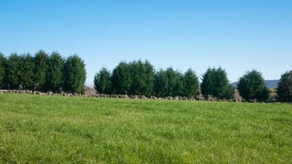Línea de árboles grandes en límite de pradera de pastos