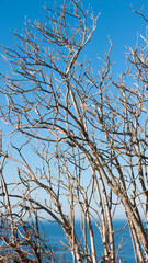 Ramas secas de arbusto junto al mar