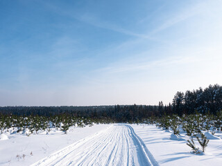 Fototapeta na wymiar Winter sunny day in the forest. Ski track, road, path