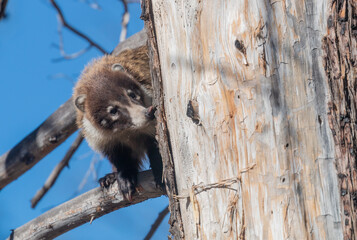 White Nosed Coatimundi in the Chiricahua National Monument Arizona