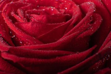 A red rose close up
