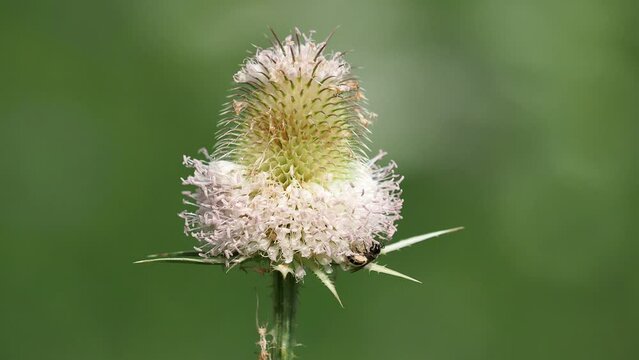 Wild teasel flower and wild bee collecting nectar