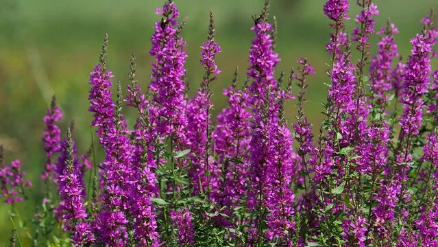 Purple loosestrife flowers on a meadow in summer
